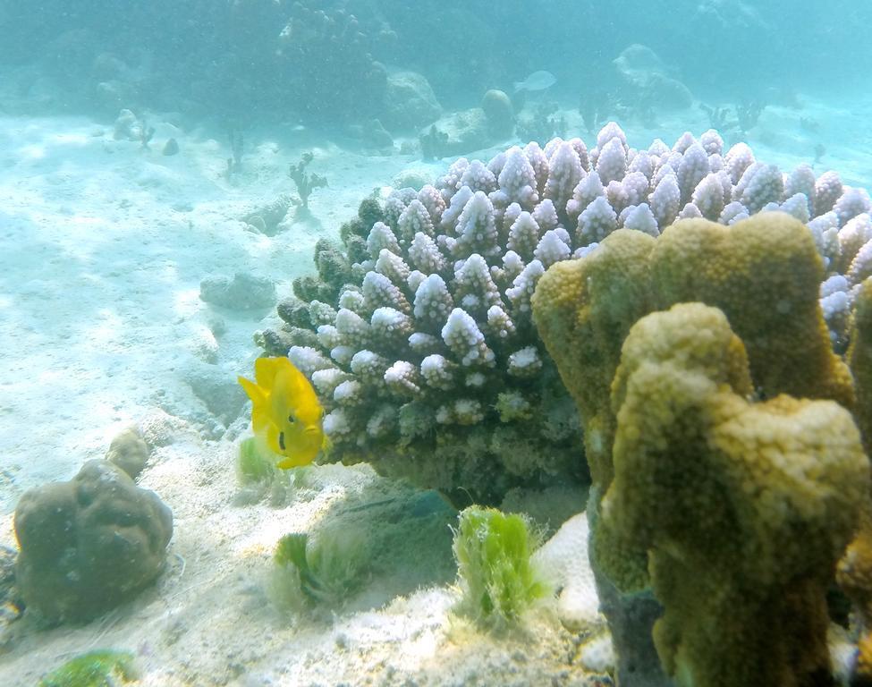Cerf Island Resort Round Island Ngoại thất bức ảnh